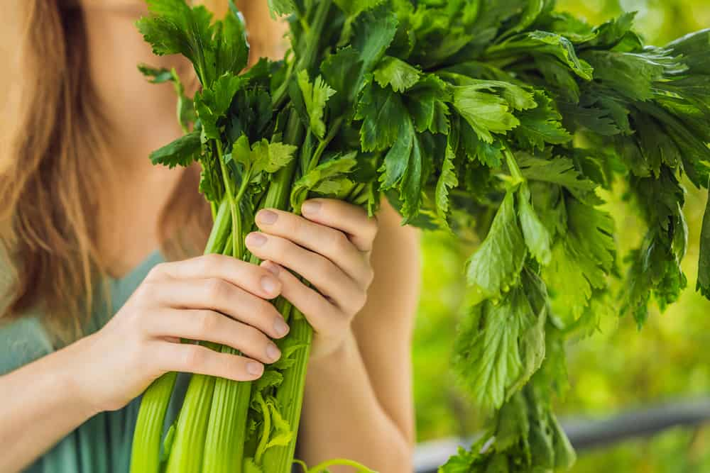 The celery leaf poses significant issues