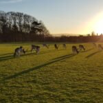 Phoenix park fallow deer